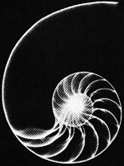 Nautilis Shell